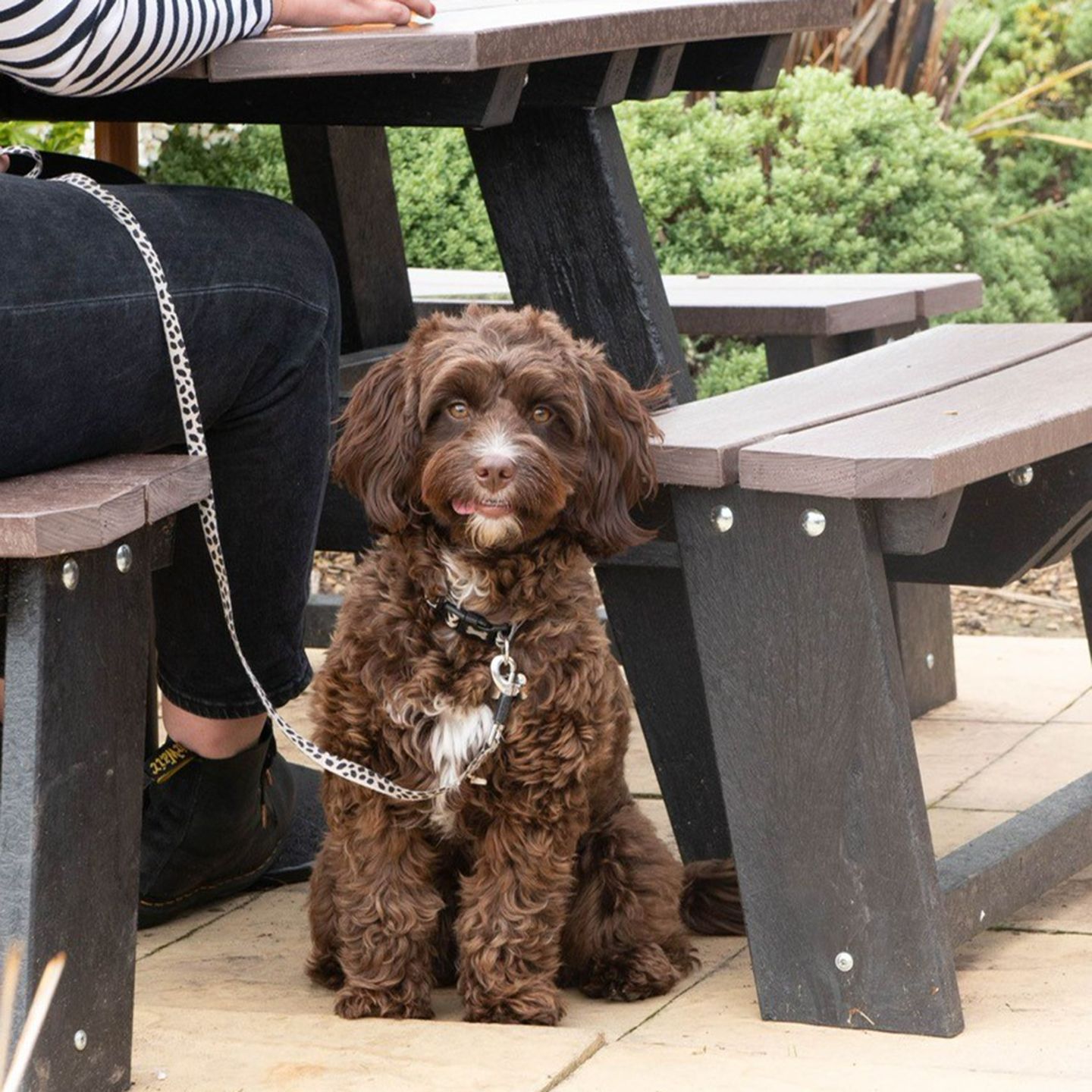 Your local dog friendly pub in Trehafod